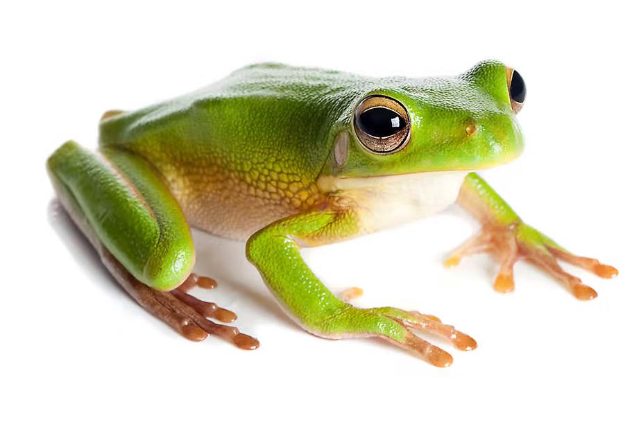 Beautiful Frog from Rizzo's Reptiles